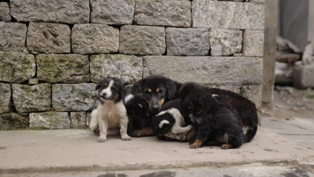 Nepalese street dogs in front of a brick wall in Lukla on the mount everest basecamp trek. Mother and her puppies five puppies in a litter nursing.