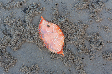 Fly sitting on discarded shell of cooked sand crab on the beach.