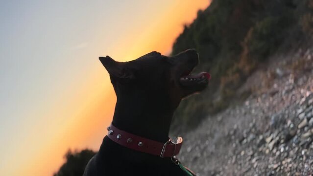 Doberman Pinscher Dog Cute Face Close Up 