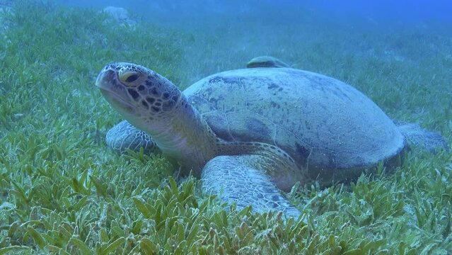 Sea turtle with a remora fish swimming over ihis shell
