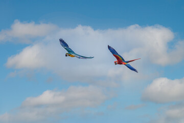 Macaw parrot flying in the  sky