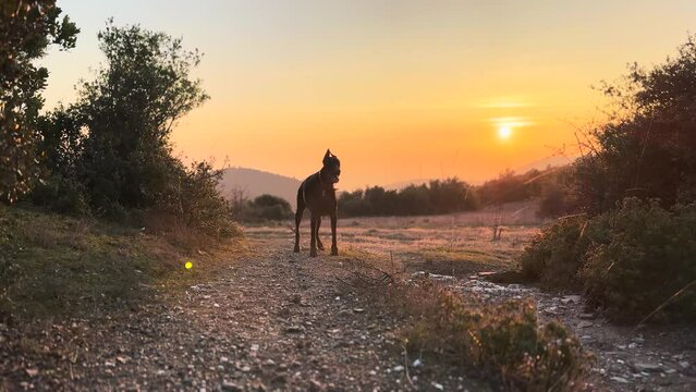 Doberman Pinscher Dog Silhouette Standing Condensation From Breath