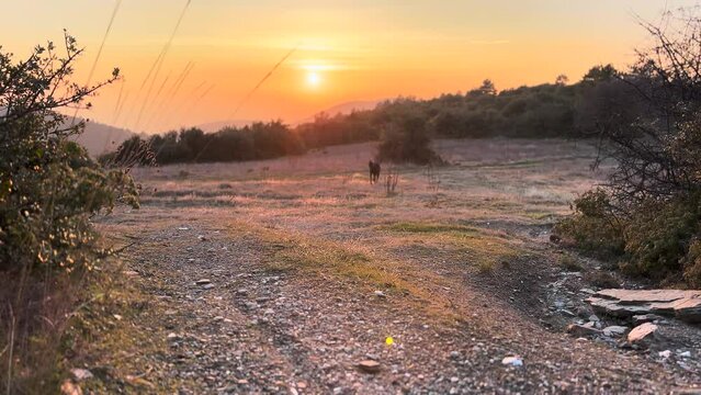  Sunset Over Wheat Field Doberman Pinscher Running 