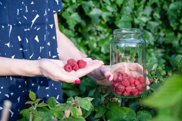 yung woman picks ripe raspberries in a basket, summer harvest of berries