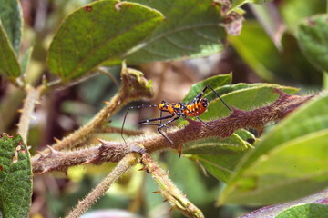 Assassin bug in a bush, in a field in Cotacachi, Ecuador