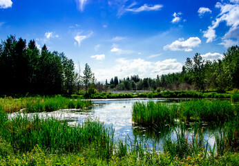 Astonia Lake Elk Island National Park Alberta Canada