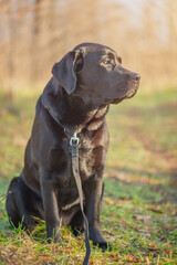 Labrador retriever dog on the background of nature. A dog with a harness and a leash on a walk.