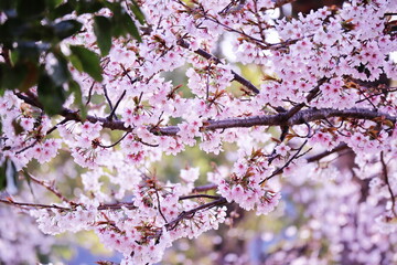 Obraz premium 春の訪れと満開の桜