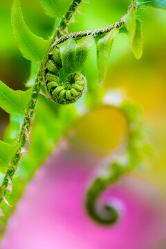Close-up Of A Fiddlehead Fern Along The Cove Hardwood Nature Trail