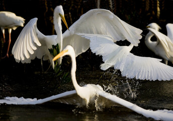 Great egrets and a snowy white egret do a dance while feeding in close proximity in Sanibel, Florida.