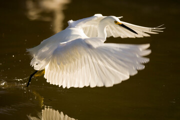 A snowy white egret (egretta thula) hovers in flight over the water in Sanibel, Florida.