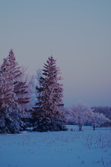 Winter scene, hoar frost on trees at dusk