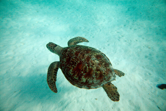 Sea Turte swimming underwater near Lady Elliot Island in the Great Barrier Reef, Australia