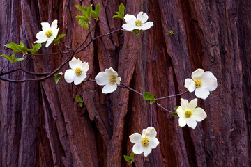 Dogwoods in bloom against a Cedar Tree in the spring 2010 in Yosemite National Park, California.