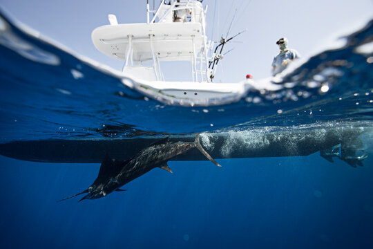 A split level underwater view of a sailfish next to a fishing boat.