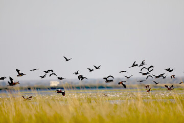 Flock of birds in Africa