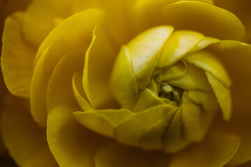 Close up yellow flower with spiral petals