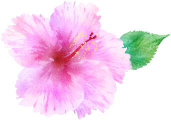 Watercolor Hibiscus Tropical Flower Illustration