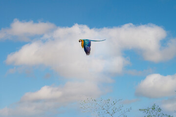 Macaw parrots flying in the sky