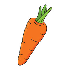Carrot vector illustration. Cartoon Carrot vegetable. Carrot hand draw isolated.
