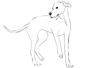 Mixed Breed Racing Dog rendered in brush strokes