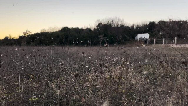 Tall Grass And Reeds Blowing in The Wind Winter Scenery 