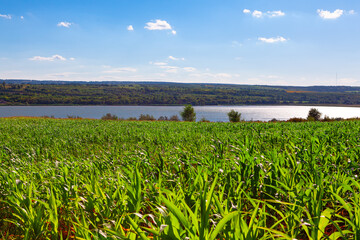 Corn green field . Agriculture plantation with maize plants