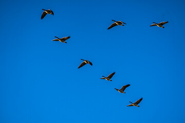 Fototapeta premium A flock of Canada Geese flying in formation