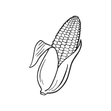 Corn hand drawn vector illustration. Cartoon corn. Corn isolated.