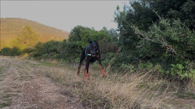 Doberman Pinscher Dog Running And Being Playful 