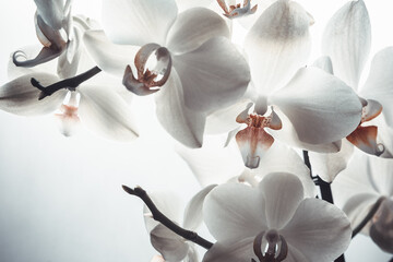 White orchid flowers on blurred white background for publication, design, poster, calendar, post,...