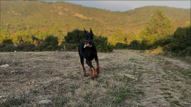  Doberman Pinscher Dog Running Keeping Eye Contact 