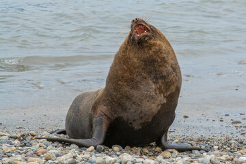 sea lion on the beach