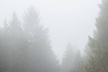 View of pine forest on foggy day at the Cypress Hill near Vancouver, Canada
