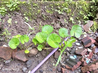 vegetable garden in the garden