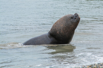 Fototapeta premium seal on the beach
