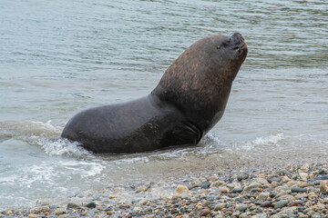 sea lion on the beach