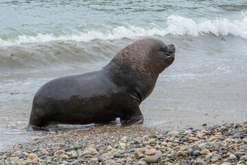 sea lion on the beach