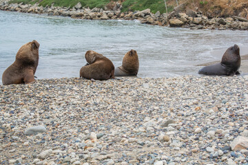 Naklejka premium sea lions on the beach