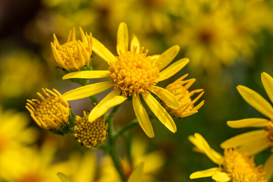 Macro shot of a bright yellow common ragwort or benweed blossom (Jacobaea vulgaris)