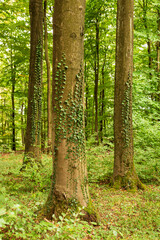 Fototapeta na wymiar Common ivy (Hedera helix) climbing up the trunks of huge old beech trees, Beckerberg, Barntrup, Teutoburg Forest, Germany