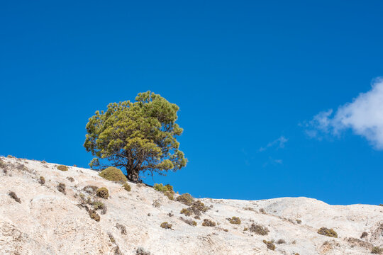 Pino Silvestre o albar de Sierra Nevada, Pinus sylvestris nevadensis