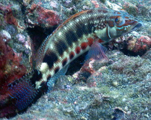 Costa Rica Sealife Pacific/Caribbean