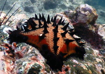 Costa Rica Sealife Pacific/Caribbean