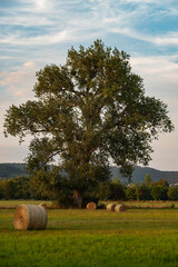 Huge old lime tree (Tilia) on a floodplain meadow in the "Emmerwiesen" nature reserve, surrounded by straw bales, L&uuml;gde, Germany