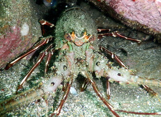 Costa Rica Sealife Pacific/Caribbean