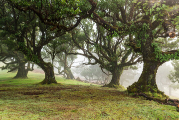 Tranquil scene of the magical fairy forest of Fanal on a misty day, an idyllic landscape with impressive ancient laurel trees covered with moss and fern, Laurissilva Nature Reserve, Madeira