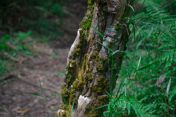 Closeup of Moss on Tree
