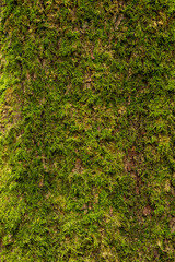 Full frame close-up of green moss covering a might old tree trunk, suitable as a natural background