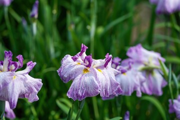 光を浴びて輝く紫のグラデーションが美しい満開の花菖蒲